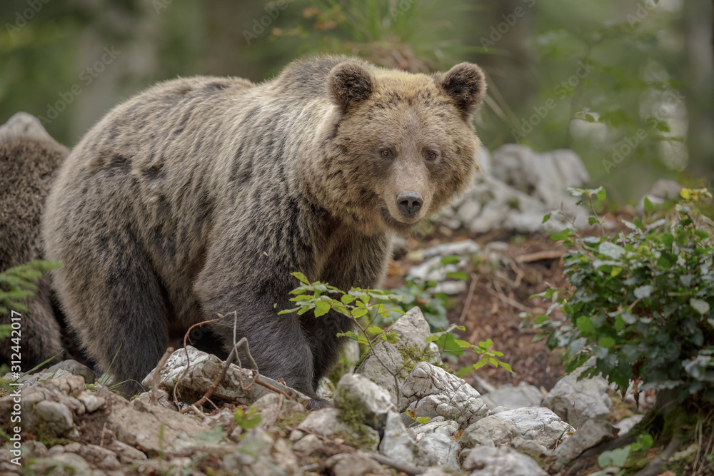 Large mother bear in Europe