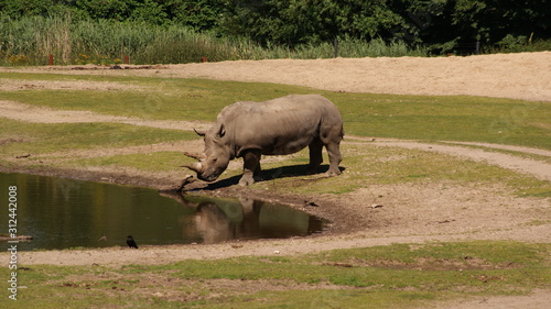 rhinoceros in summer between trees and rocks landscape