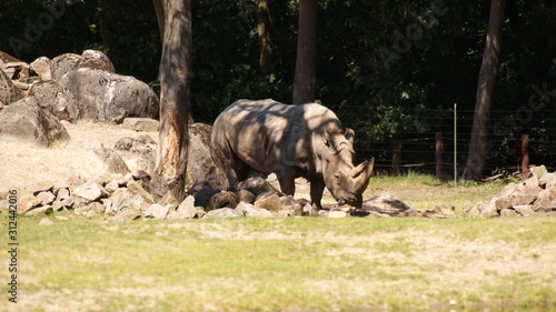 rhinoceros in summer between trees and rocks landscape