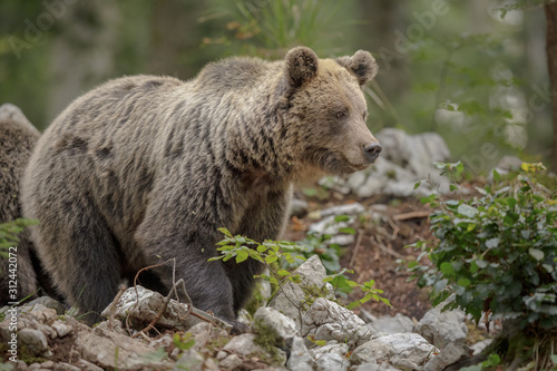 Large Slovenian female brown bear