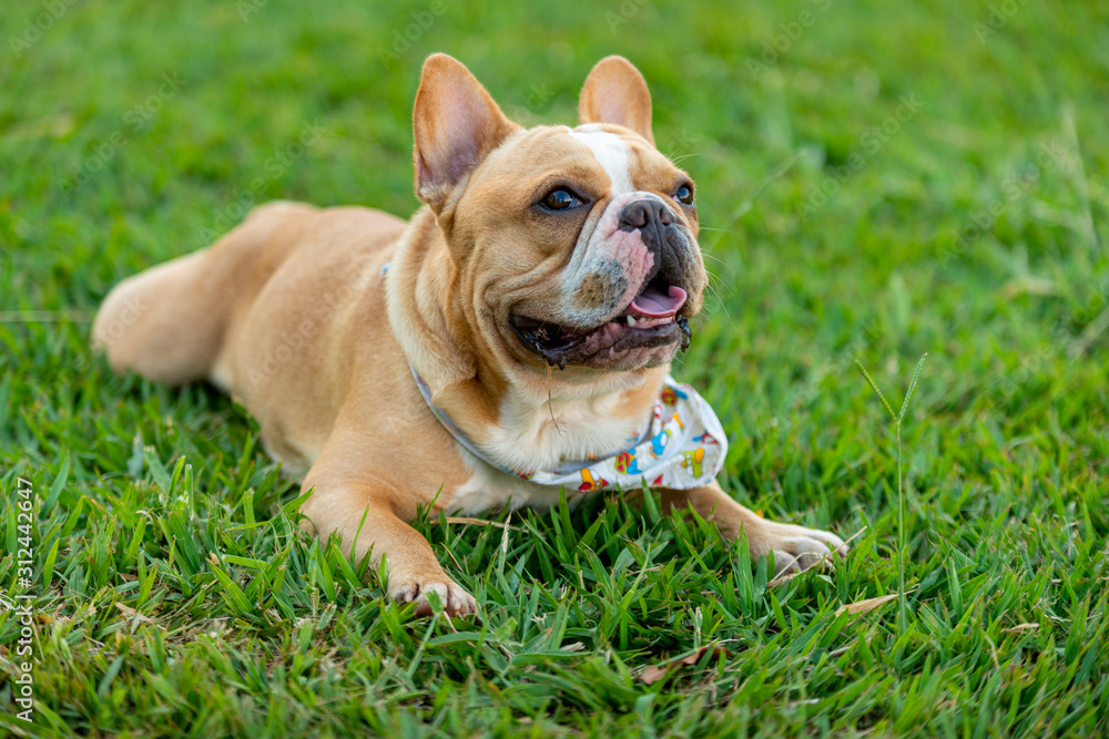 Fototapeta premium French bulldog laying on lawn resting. Attentive waiting for food.