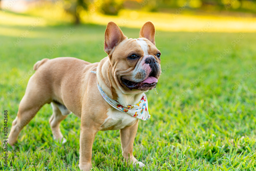 French bulldog with bandana over beautiful lawn. French bulldog with bandana over beautiful lawn.