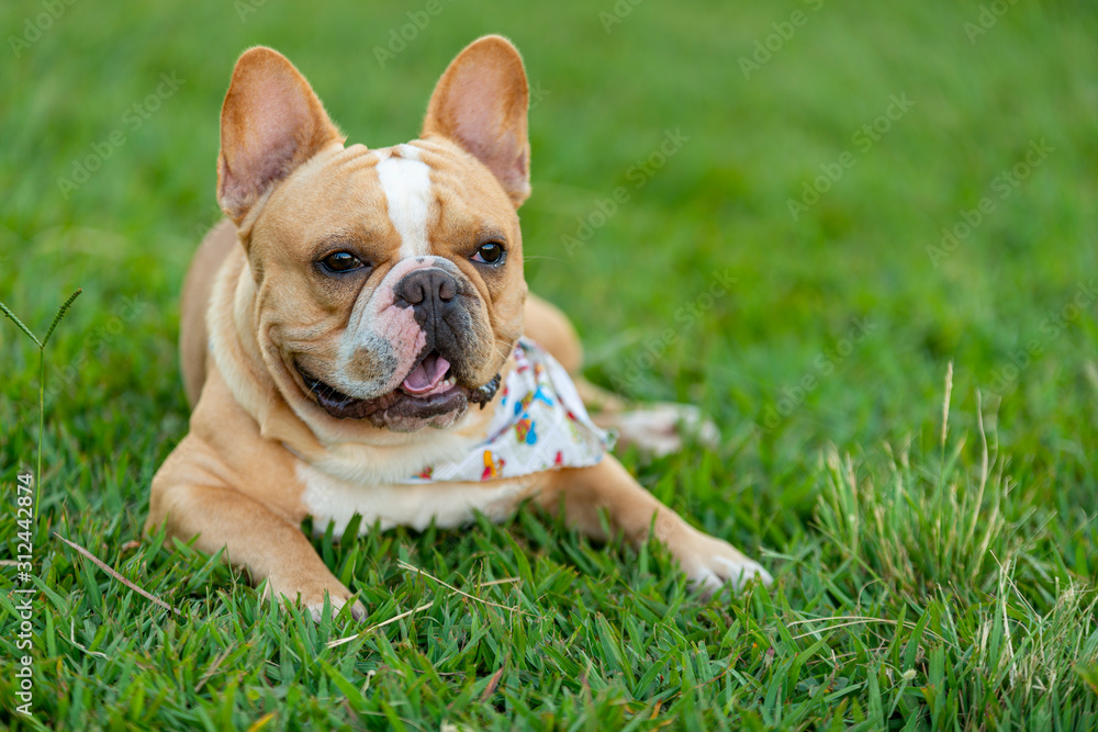 French bulldog laying on lawn resting. Space for text.