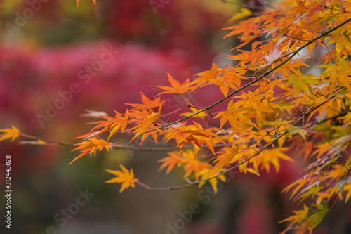 Autumn leaves in the Japanese old temple