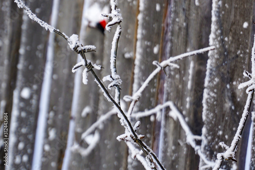 barbed wire, covered with hoarfrost, on a wooden gray background, macro large, captivity, prison, lack of freedom, photo  photo