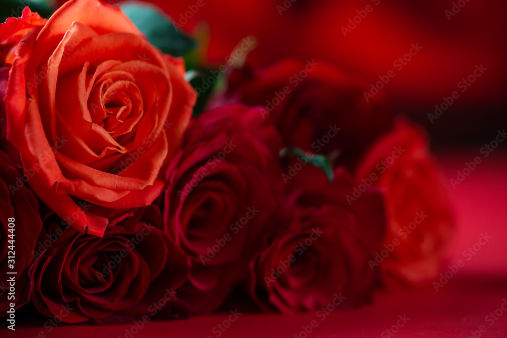 Red roses on a red background, love and romance. Valentine's Day, mother's day or March 8