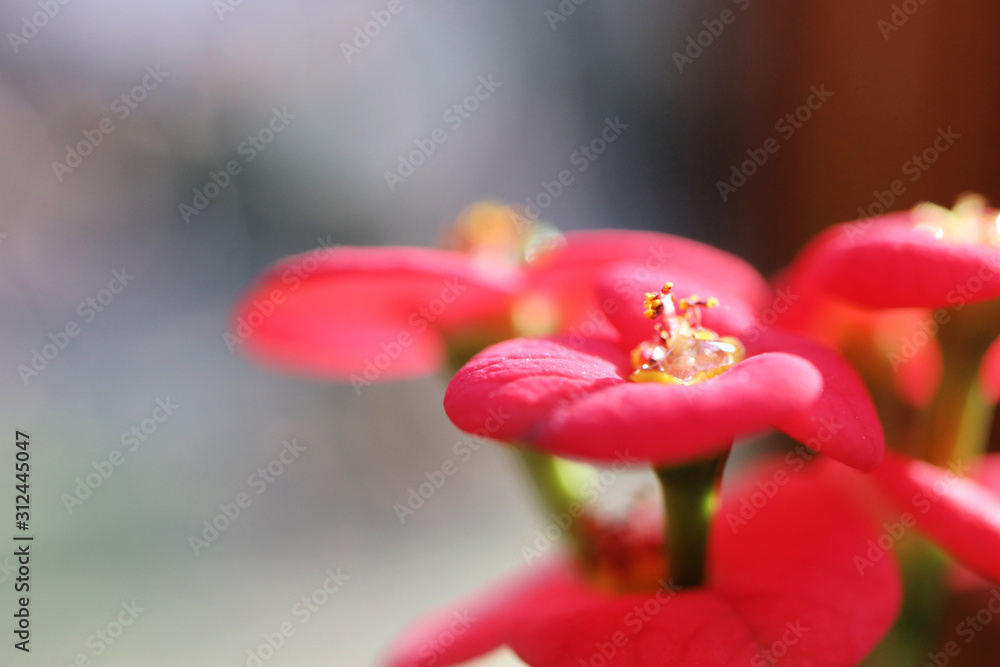 Macro of pink flowers Macro of pink flowers