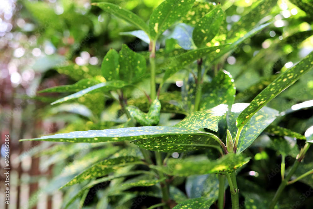 Yellow spotted green leaves Yellow spotted green leaves