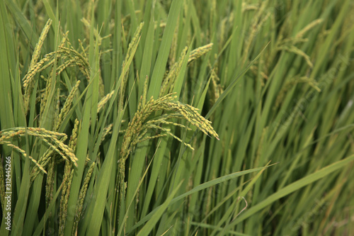 rice paddy.Grain by grain,Summer green rice fields.