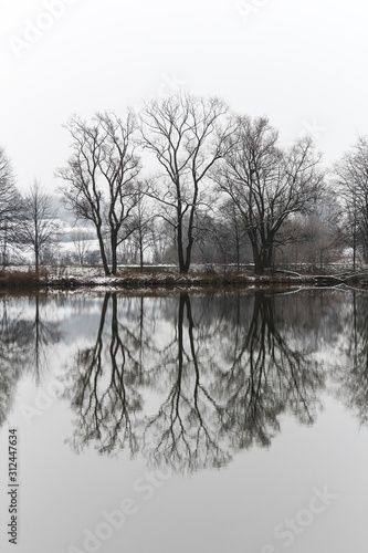 Naked trees reflecting in a pond in Winter