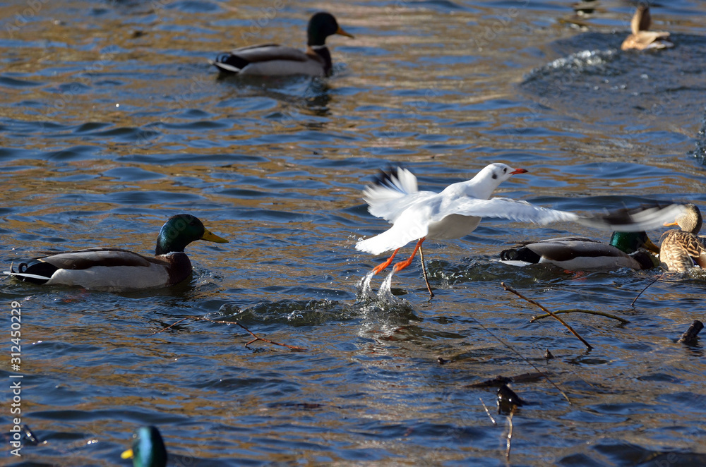 Fototapeta premium Wild ducks and gulls live on a lake in a residential area of Kiev