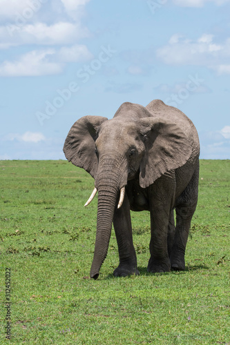 A lone elephant grazing next to a lone acacia tree in the plains of Africa inside Masai Mara National Reserve during a wildlife safari