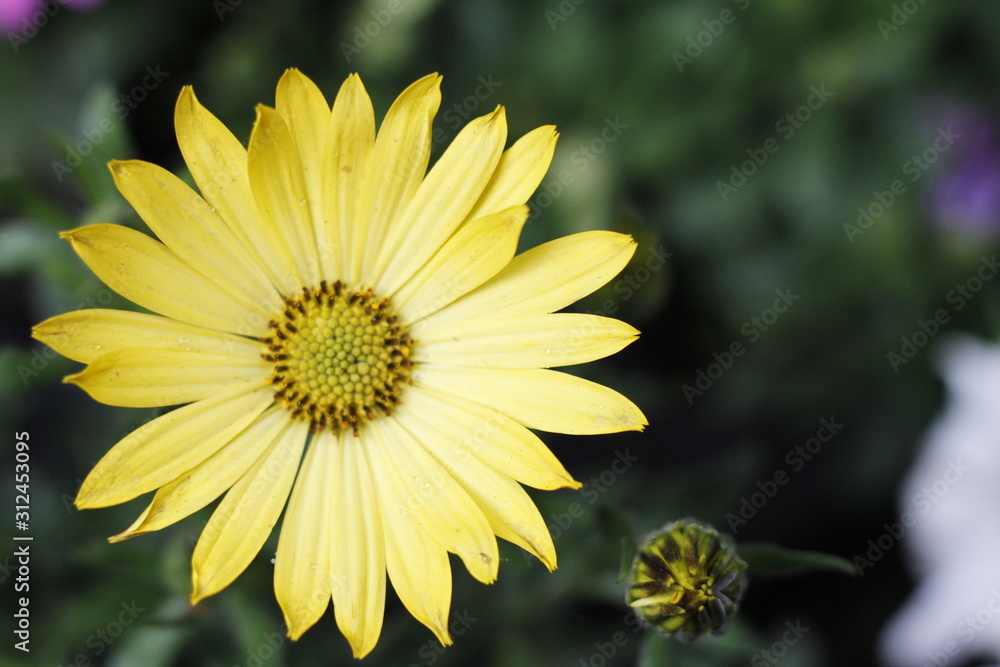 Fototapeta premium amarillas margaritas flor naturaleza 