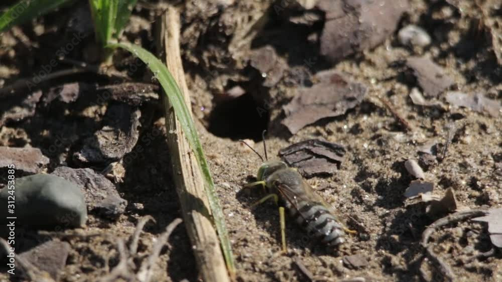 Sand wasp interacting really fast front of nest entrance Sand wasp interacting really fast front of nest entrance
