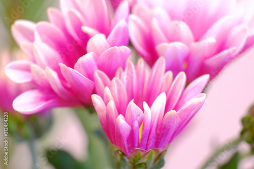 purple chrysanthemum flower petal