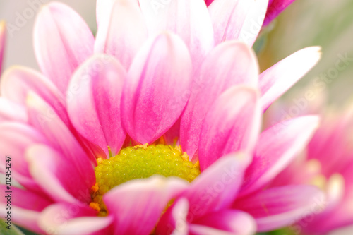 purple chrysanthemum flower petal