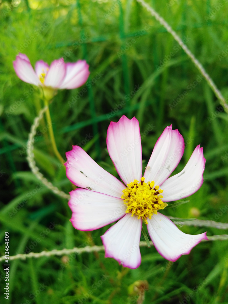 Wetland park in the golden sunset, windmill, Cosmos bipinnatus Wetland park in the golden sunset, windmill, Cosmos bipinnatus