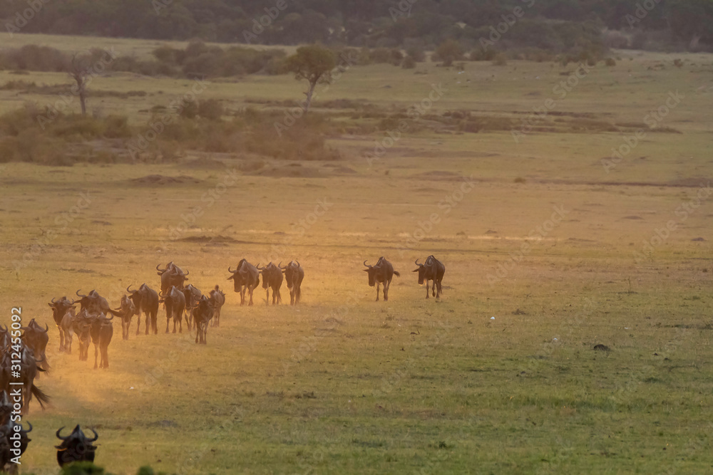 A herd of wildebeest running with a beautiful sunset raise dust storm inside Masai Mara National Reserve during a wildlife safari A herd of wildebeest running with a beautiful sunset raise dust storm inside Masai Mara National Reserve during a wildlife safari