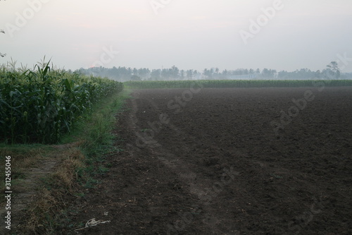 Wheat farm