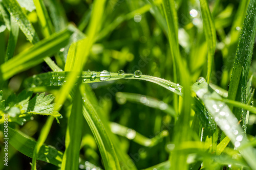 Dew on the Grass