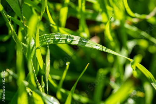 Dew on the Grass