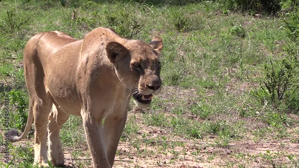 Lioness pants while watching prey in morning sunlight, slow zoom out Lioness pants while watching prey in morning sunlight, slow zoom out
