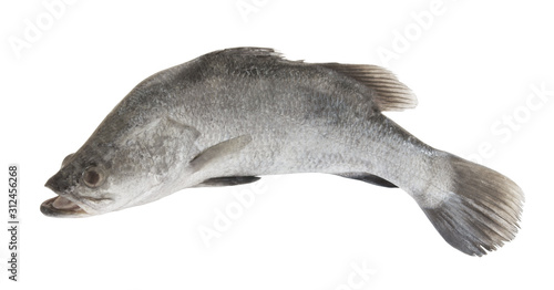 Fresh barramundi or seabass fish isolated on white background