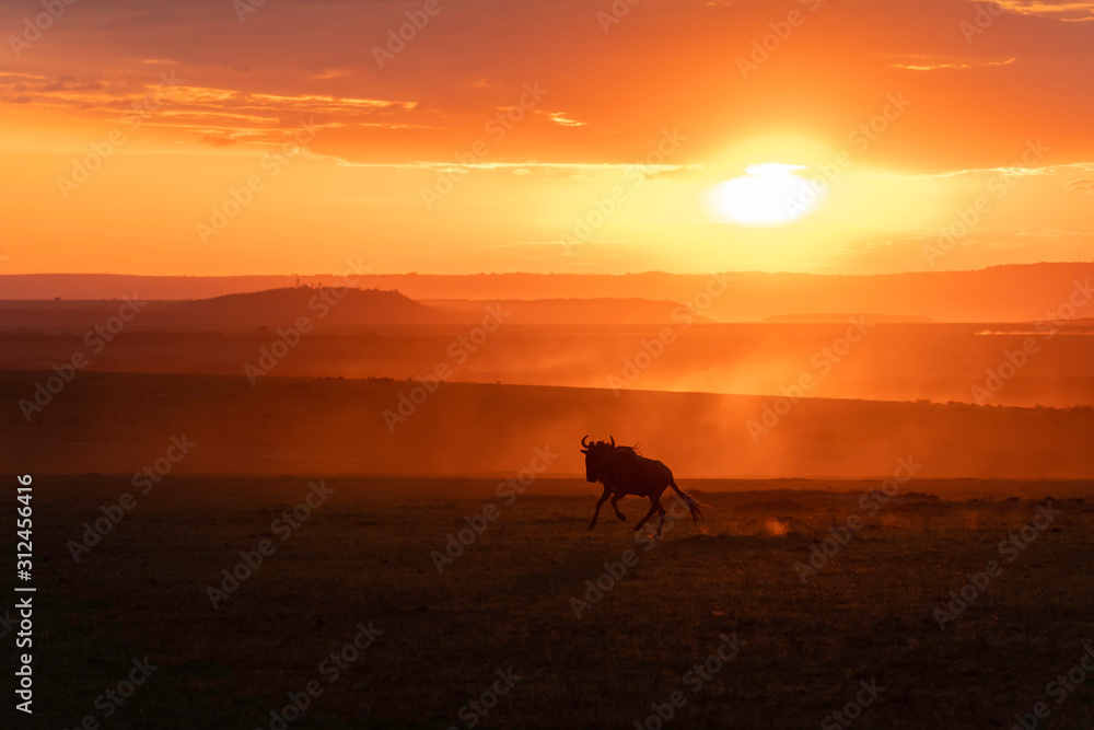 A herd of wildebeest running with a beautiful sunset raise dust storm inside Masai Mara National Reserve during a wildlife safari A herd of wildebeest running with a beautiful sunset raise dust storm inside Masai Mara National Reserve during a wildlife safari
