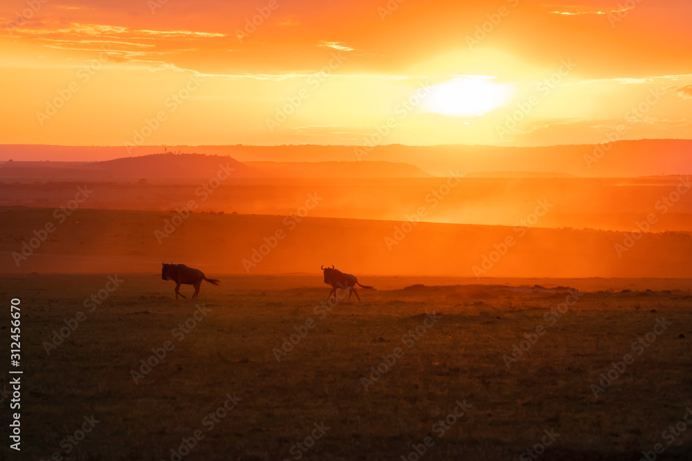 A herd of wildebeest running with a beautiful sunset raise dust storm inside Masai Mara National Reserve during a wildlife safari A herd of wildebeest running with a beautiful sunset raise dust storm inside Masai Mara National Reserve during a wildlife safari