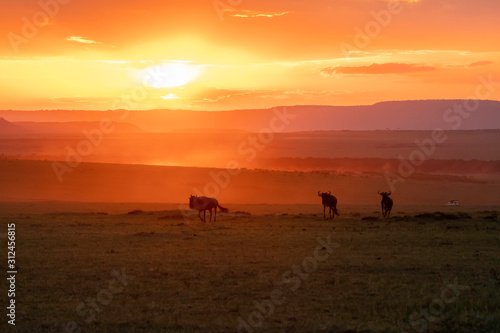 A herd of wildebeest running with a beautiful sunset raise dust storm inside Masai Mara National Reserve during a wildlife safari