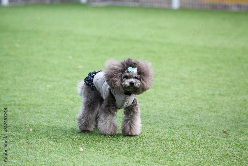 Happy puppies in a private playground
