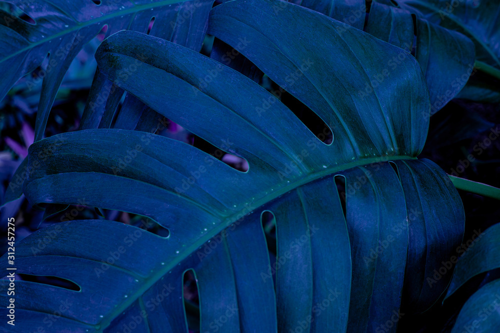 Obraz premium green monstera leaf background, tropical leaf, abstract green leaf texture