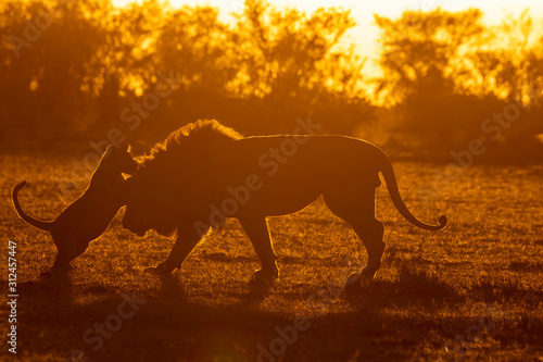 Lion cubs playing with A male lion walking towards his pride on a kill with a beautiful sunrise glow in the background inside Masai Mara National Reserve during a wildlife safari