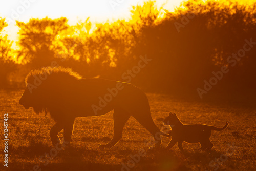 Lion cubs playing with A male lion walking towards his pride on a kill with a beautiful sunrise glow in the background inside Masai Mara National Reserve during a wildlife safari © Chaithanya