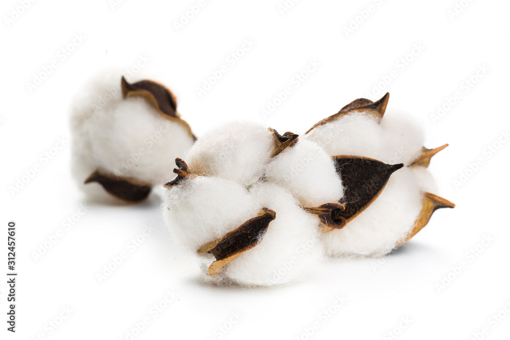 several flowers of cotton isolated on a white background several flowers of cotton isolated on a white background