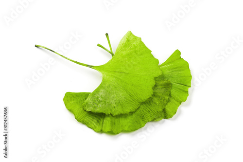 Ginkgo leaf isolated. Gingko tree plant green leaves isolated on white background, close-up