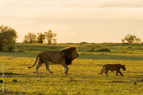 A male lion following a cub in the plains of africa inside Masai Mara National Reserve during a wildlife safari