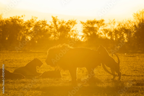 Lions belonging to double cross pride assembling at a fresh kill site inside Masai Mara National reserve during a wildlife safari