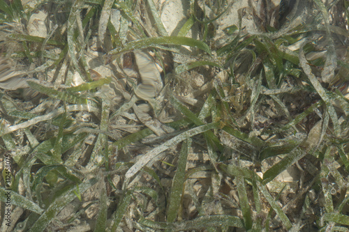 grass in water 