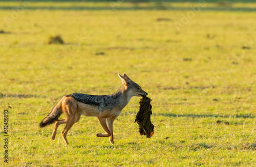 A jackal stealing a meat from lions in the plains of Africa inside Masai Mara National Reserve during a wildlife safari