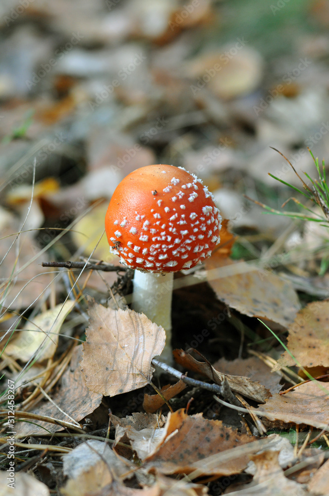 Poisonous mushrooms. Young fly agaric in the autumn forest. Red hat Poisonous mushrooms. Young fly agaric in the autumn forest. Red hat