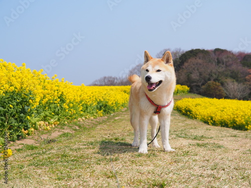 菜の花畑の柴犬