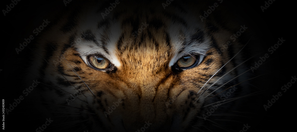 Tiger portrait on a black background - obrazy, fototapety, plakaty 