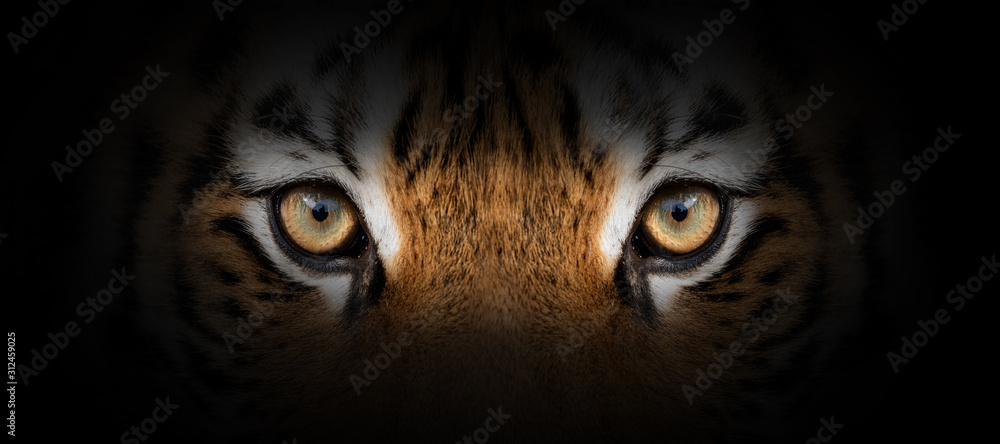 Tiger portrait on a black background - obrazy, fototapety, plakaty 