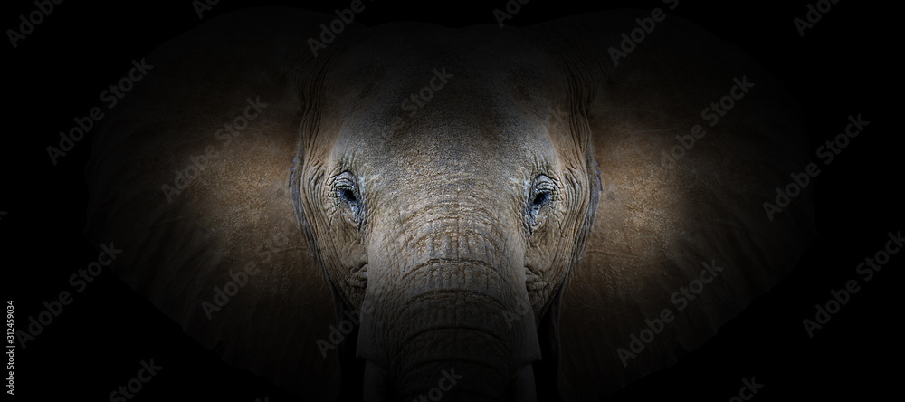 Elephant portrait on a black background - obrazy, fototapety, plakaty 