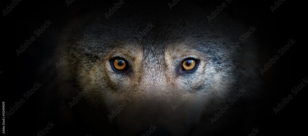 Wolf portrait on a black background