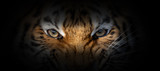 Tiger portrait on a black background