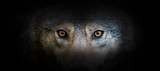 Wolf portrait on a black background
