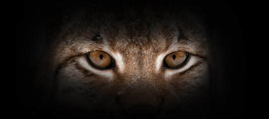 Sierkussen Lynx Lynx portret op zwarte achtergrond  © byrdyak