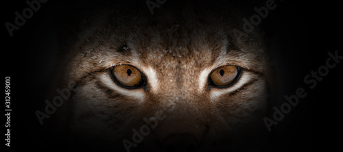 Photo Lynx portrait on a black background